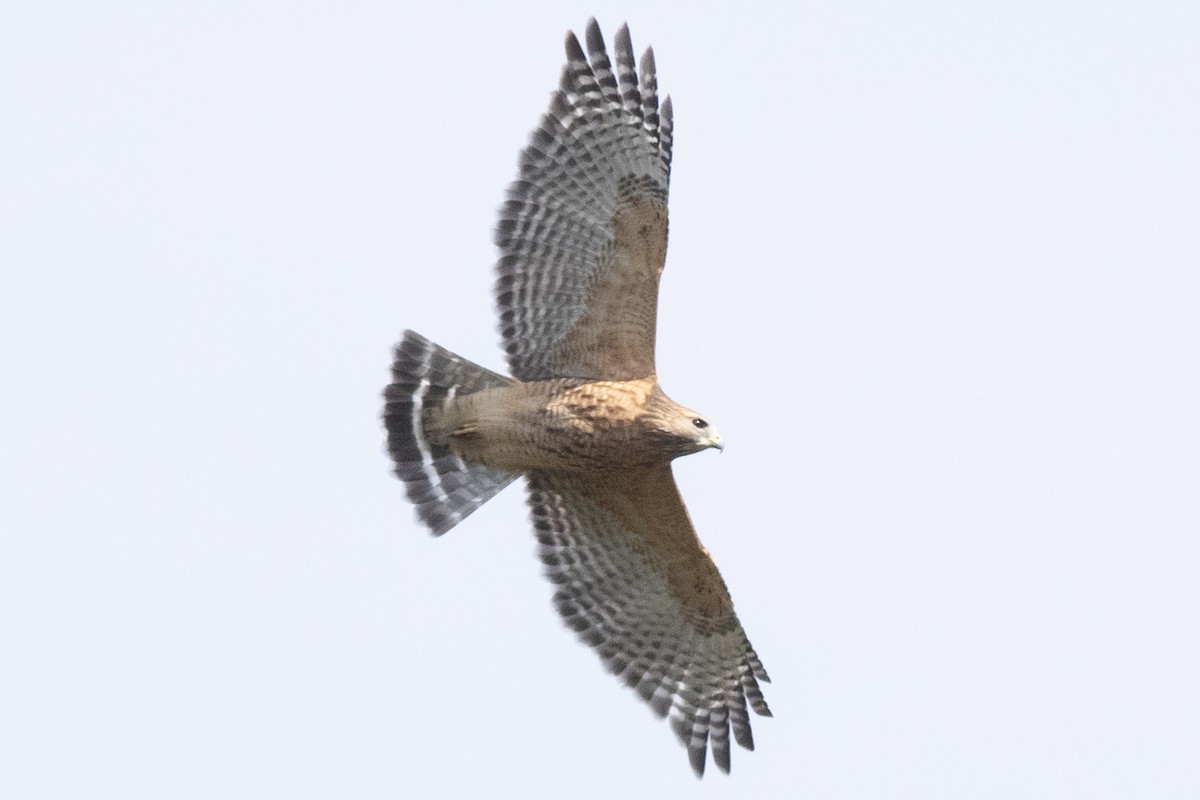 Red-shouldered Hawk - ML642876055