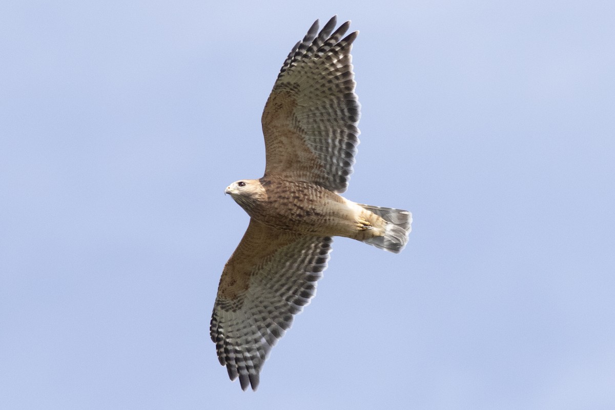 Red-shouldered Hawk - ML642876056
