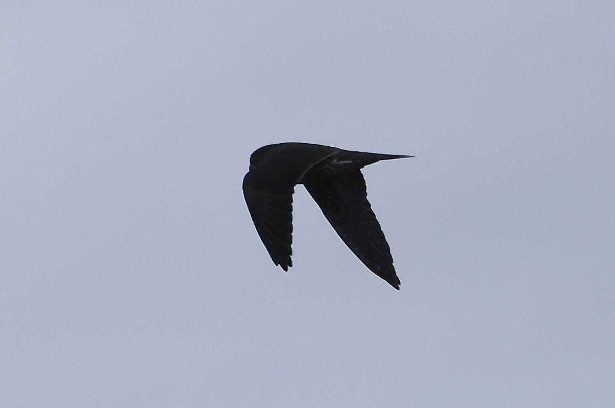 Merlin - ML642876057