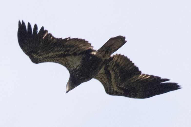 Bald Eagle - ML642876058