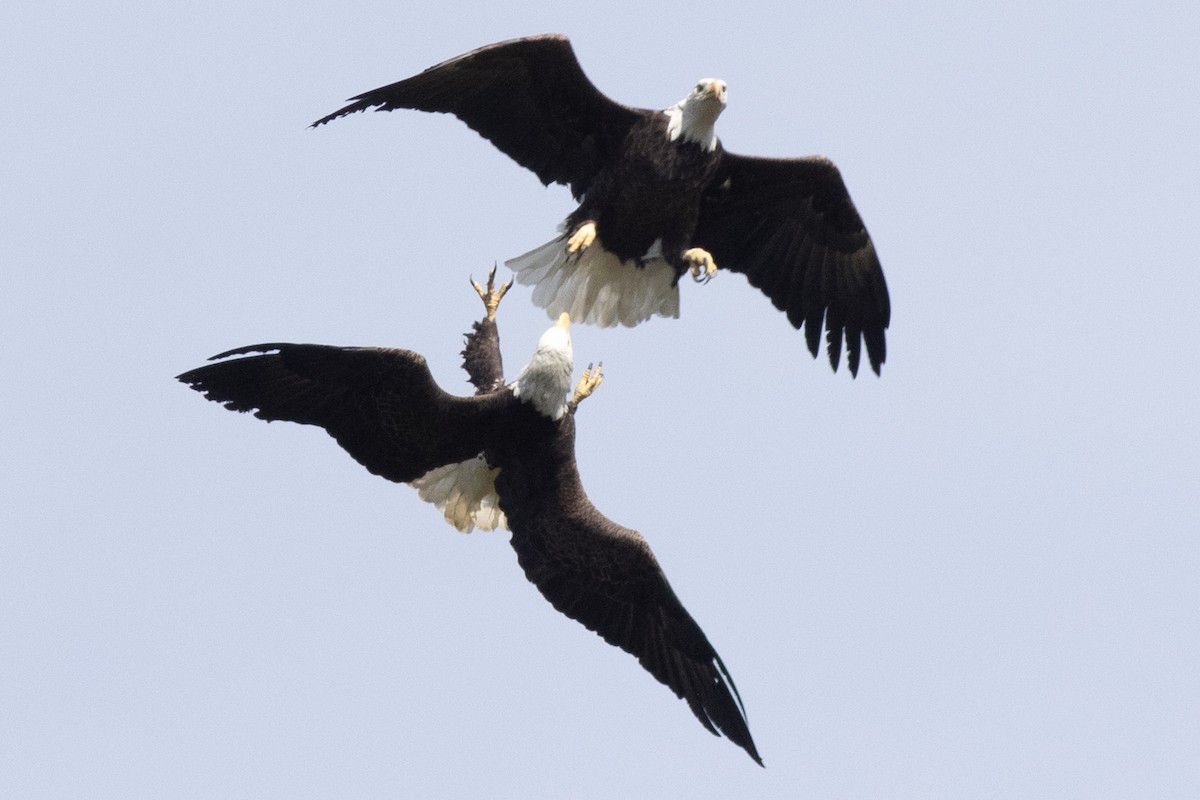Bald Eagle - ML642876059