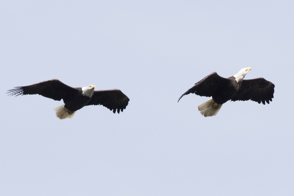 Bald Eagle - ML642876060