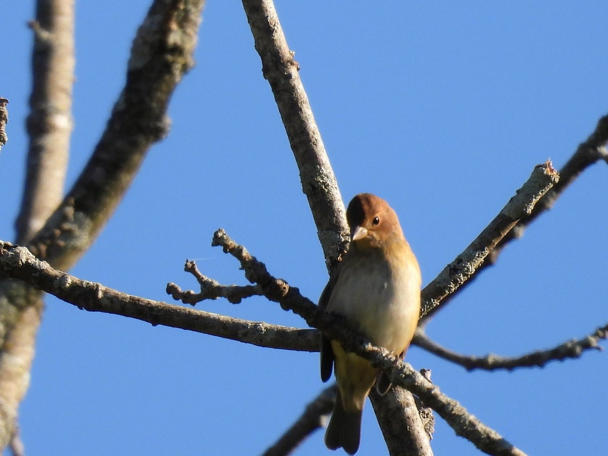 Indigo Bunting - ML642876063