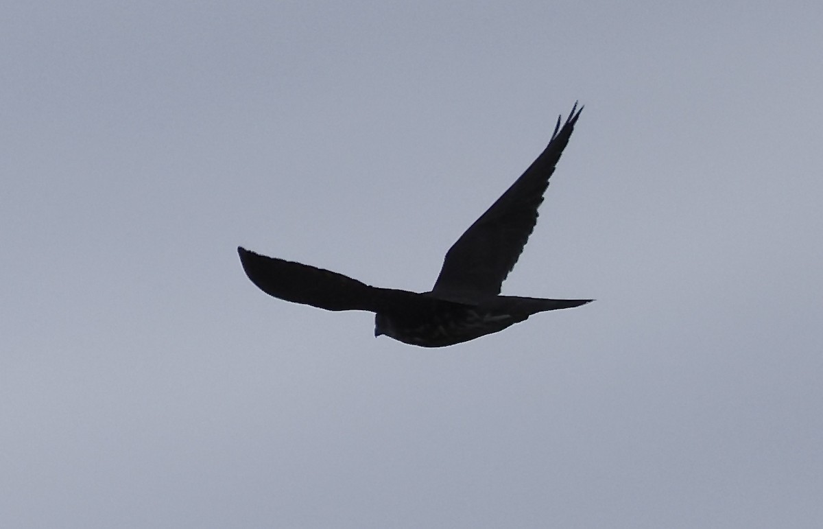 Merlin - ML642876065