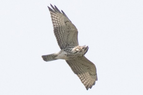 Broad-winged Hawk - ML642876066