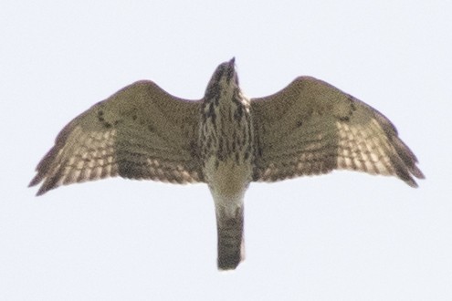 Broad-winged Hawk - ML642876067