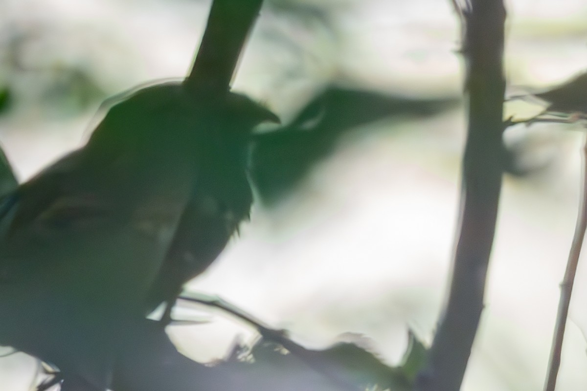 nightjar sp. - ML642876068