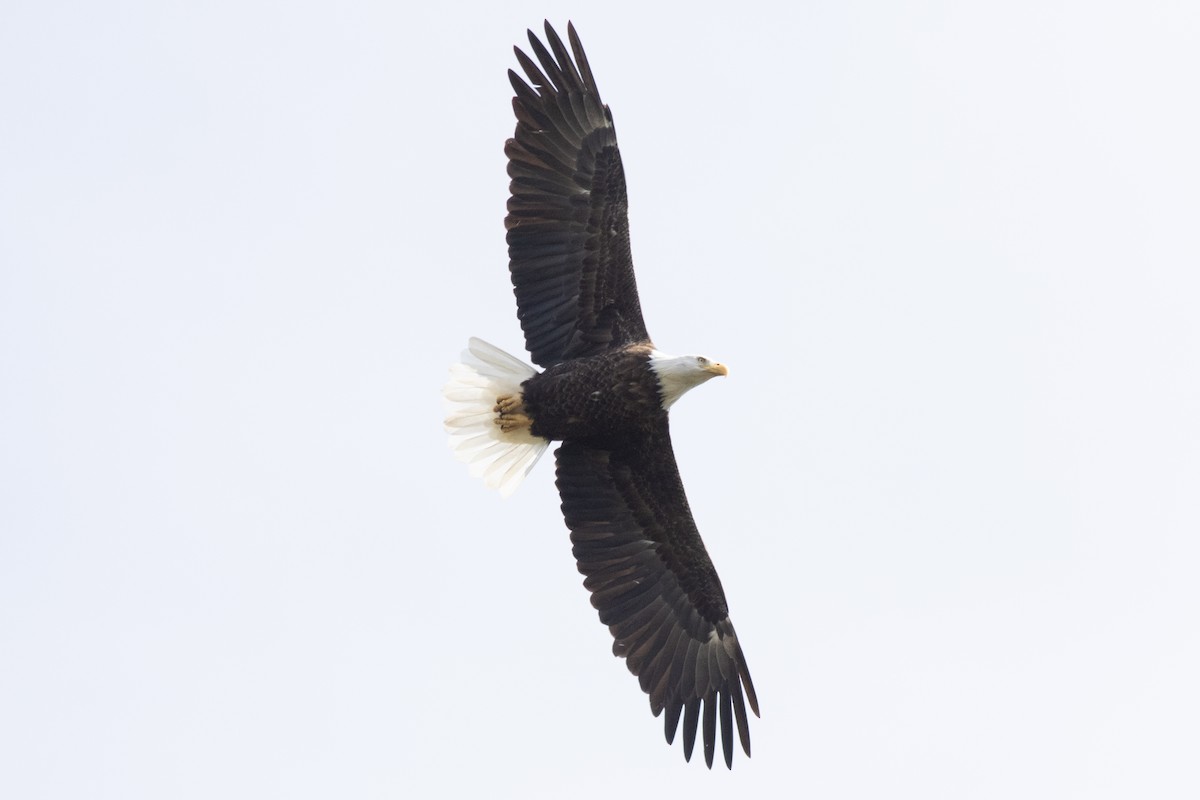 Bald Eagle - ML642876069