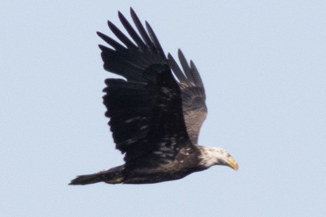 Bald Eagle - ML642876071