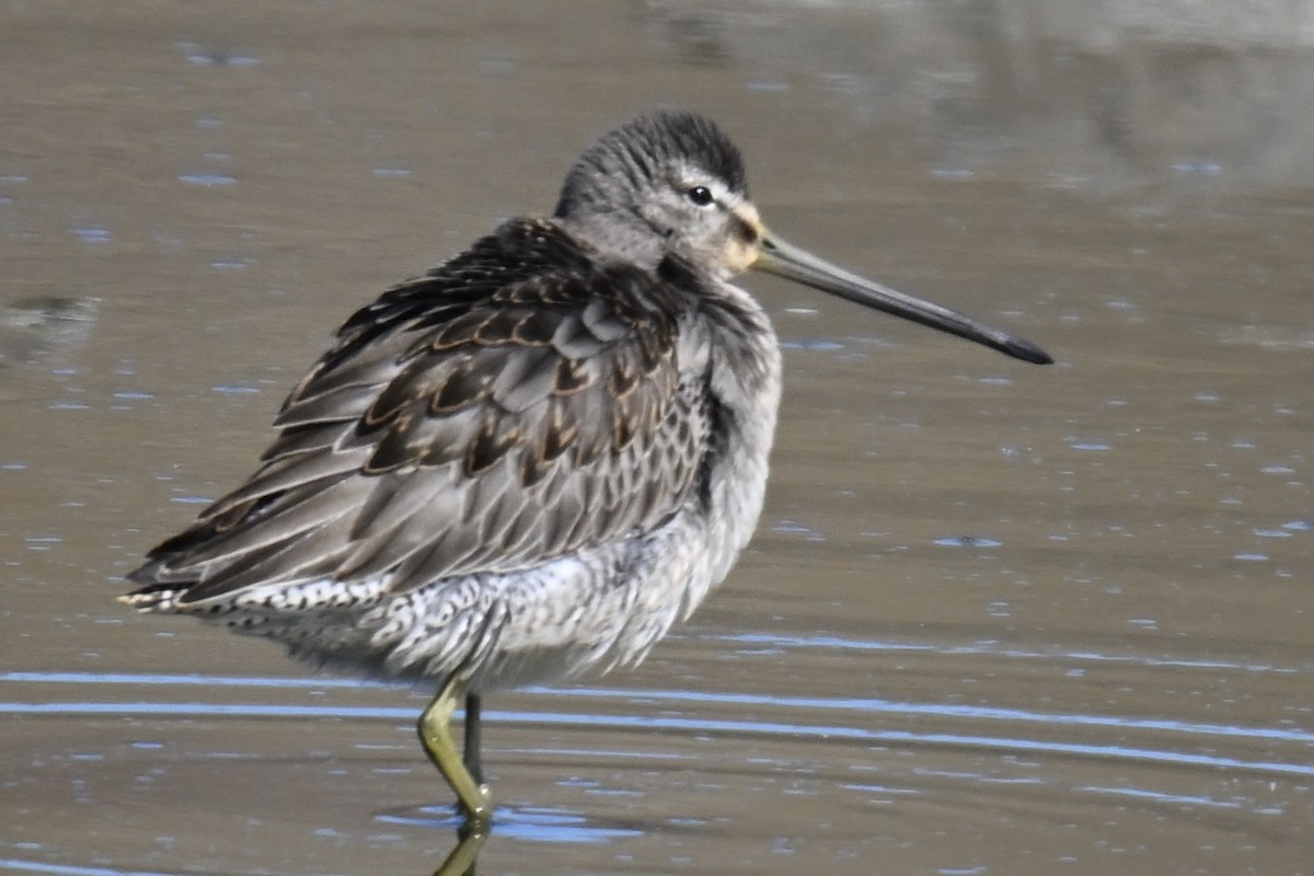 Long-billed Dowitcher - ML642876072