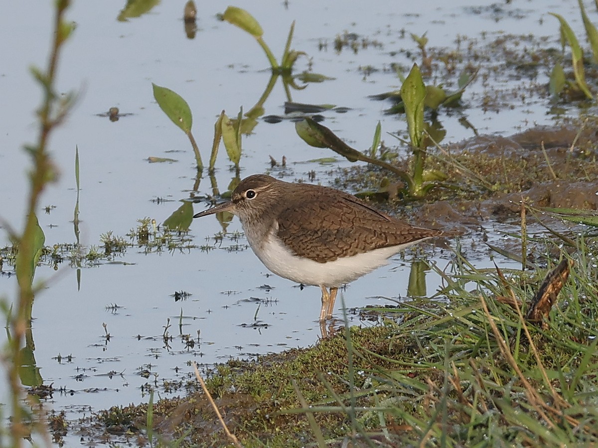 Common Sandpiper - ML642876073