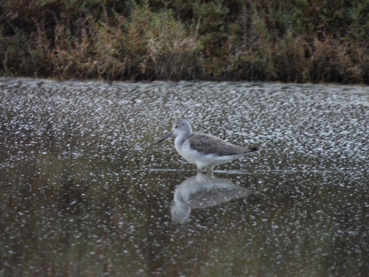 Common Greenshank - ML642876074