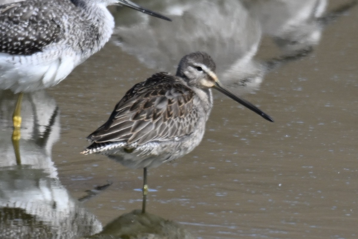 Long-billed Dowitcher - ML642876075