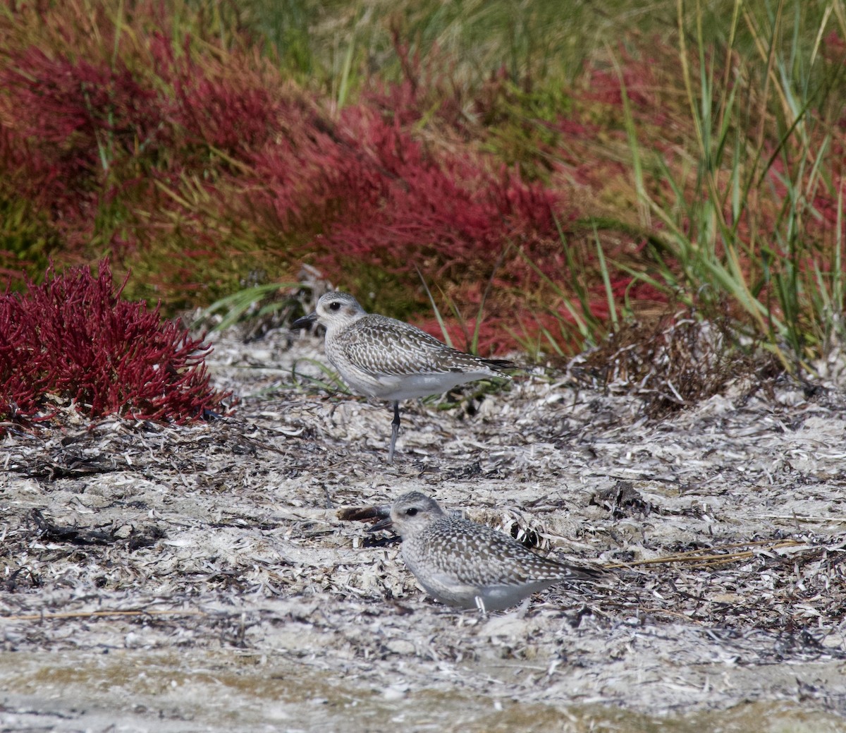 Black-bellied Plover - ML642876076