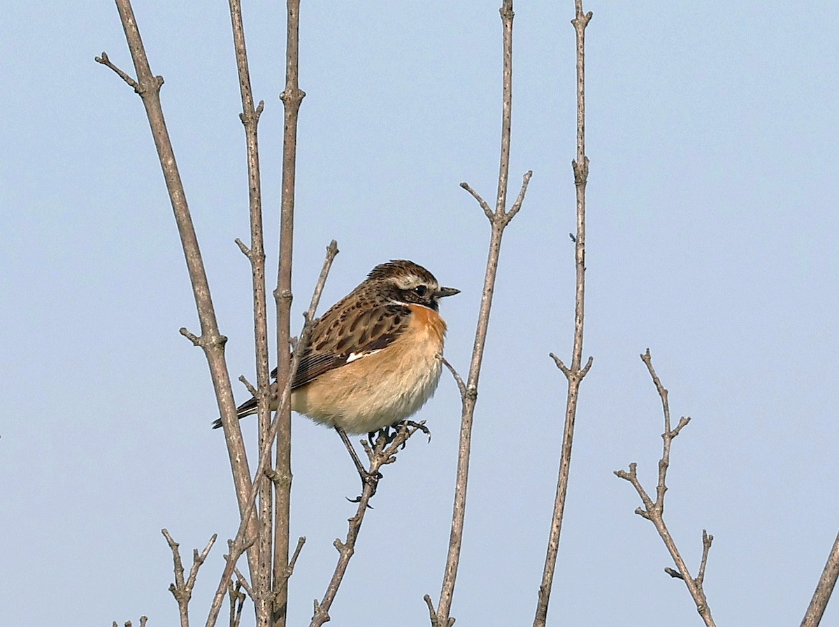 Whinchat - ML642876077