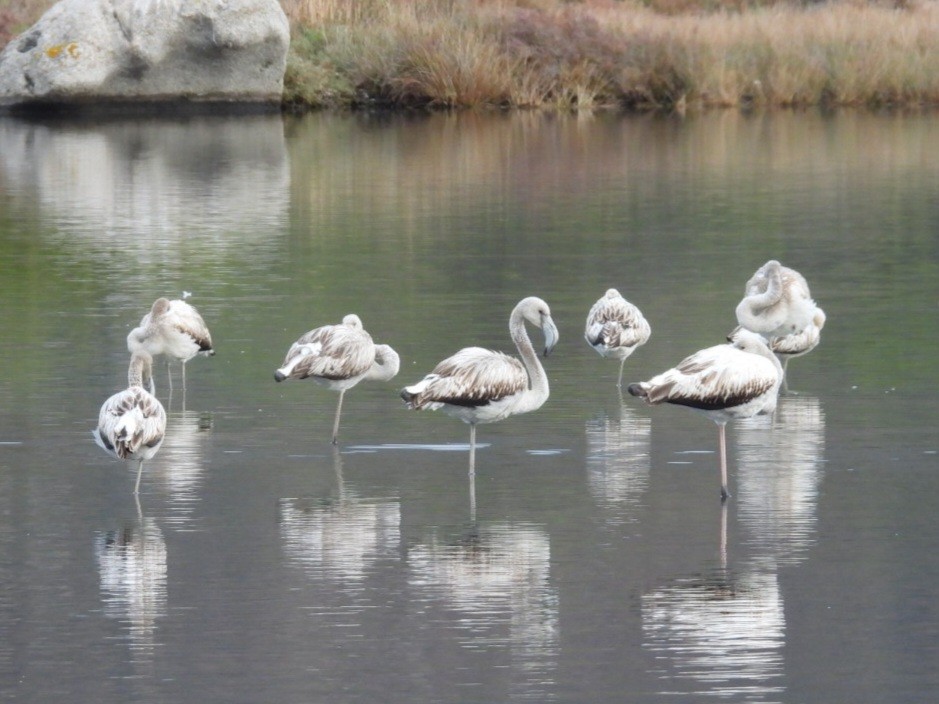 Greater Flamingo - ML642876078