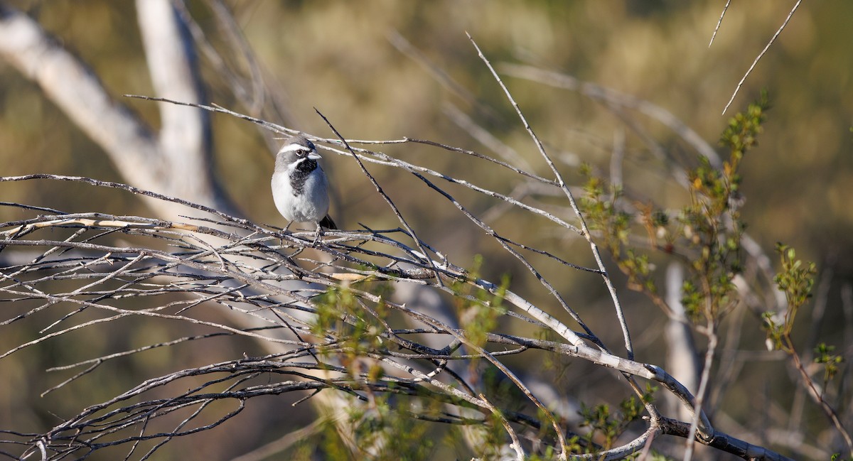 Black-throated Sparrow - ML642876079