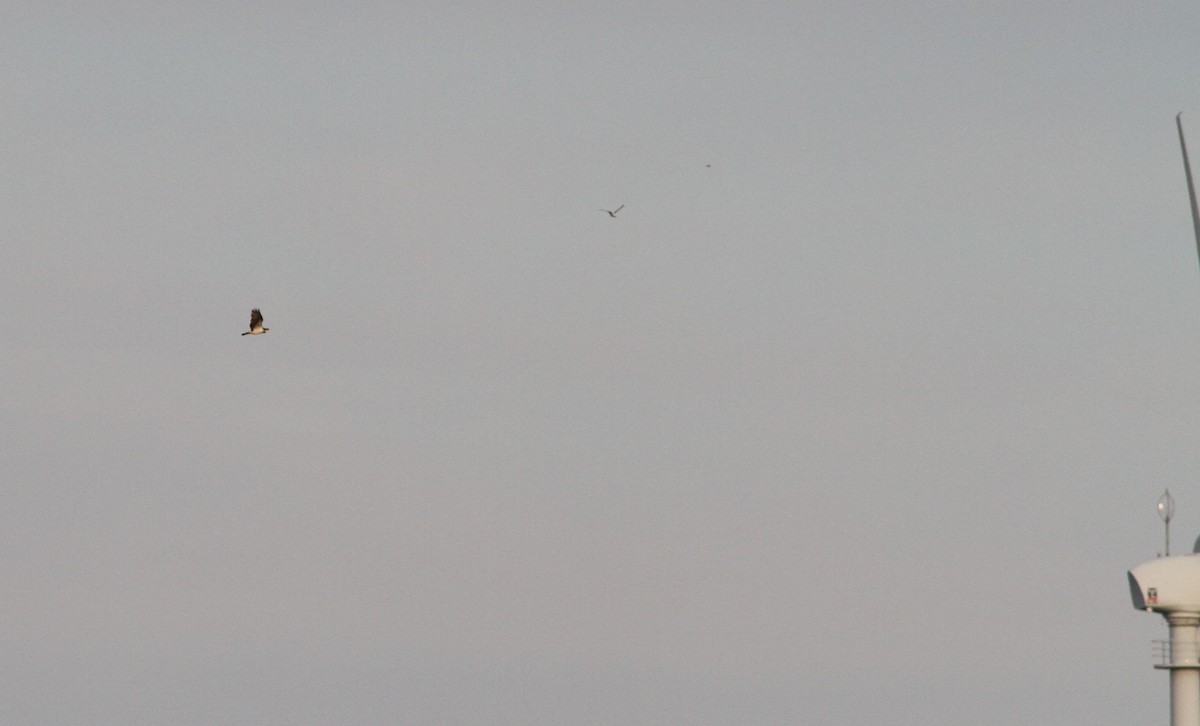 Osprey - ML642876080