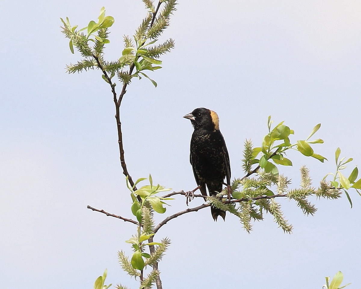Bobolink - ML642876084