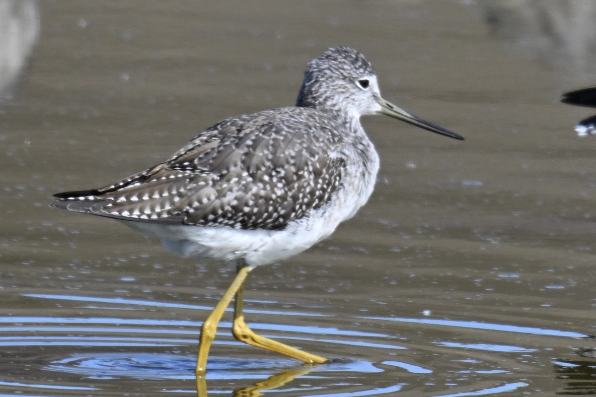 Greater Yellowlegs - ML642876098
