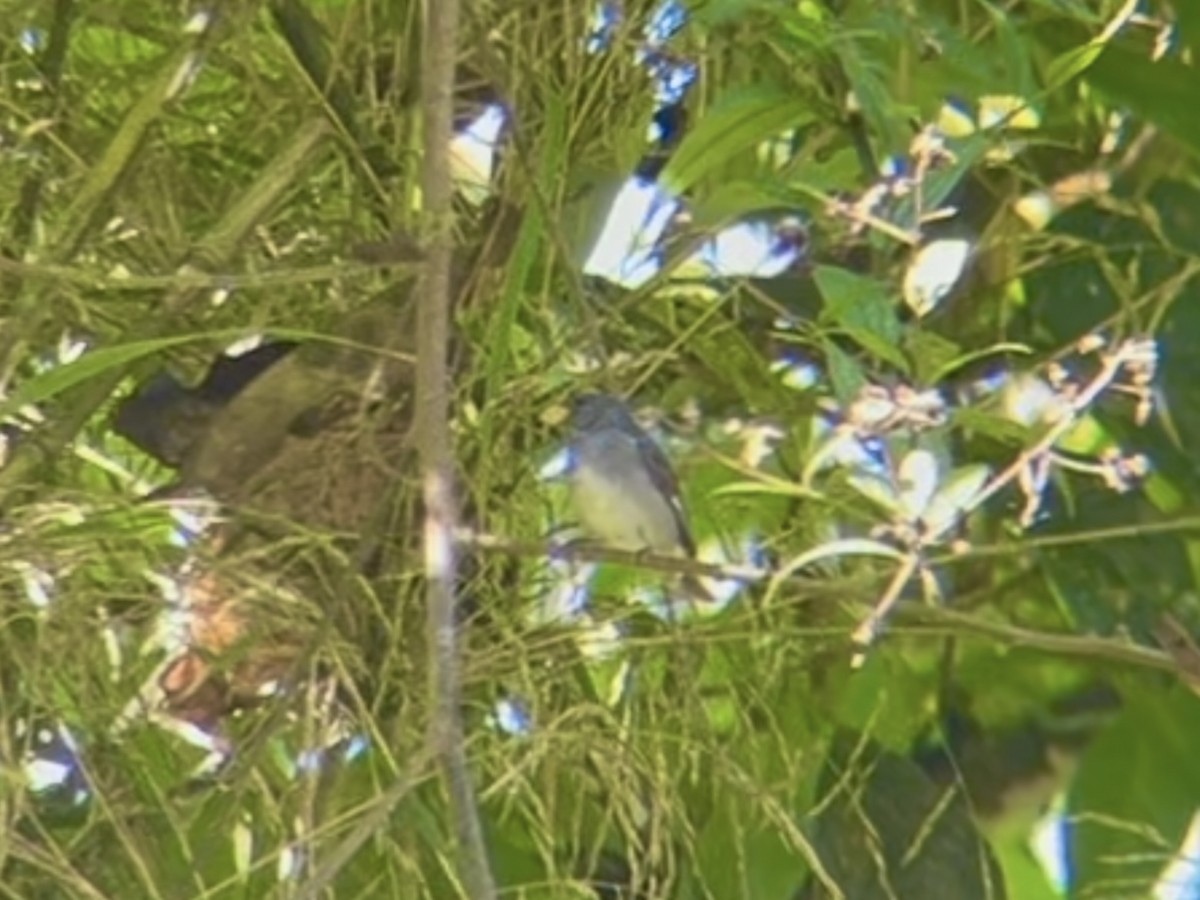 Slate-colored Seedeater - ML642876104