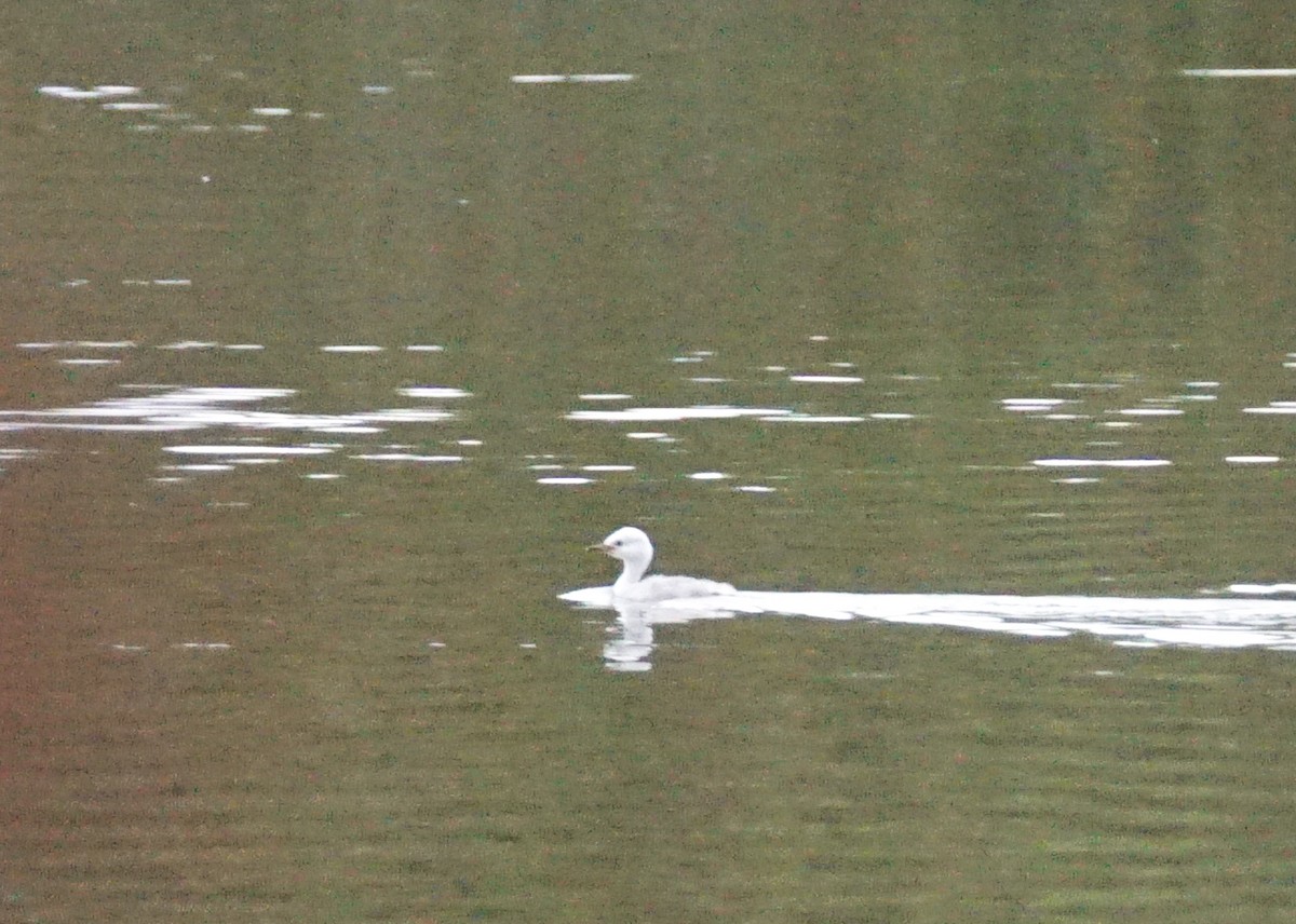 Clark's Grebe - ML642876105