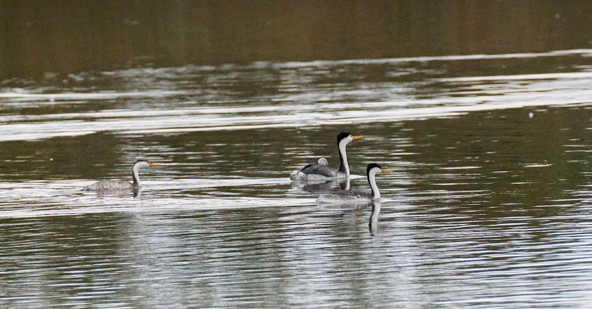 Clark's Grebe - ML642876107