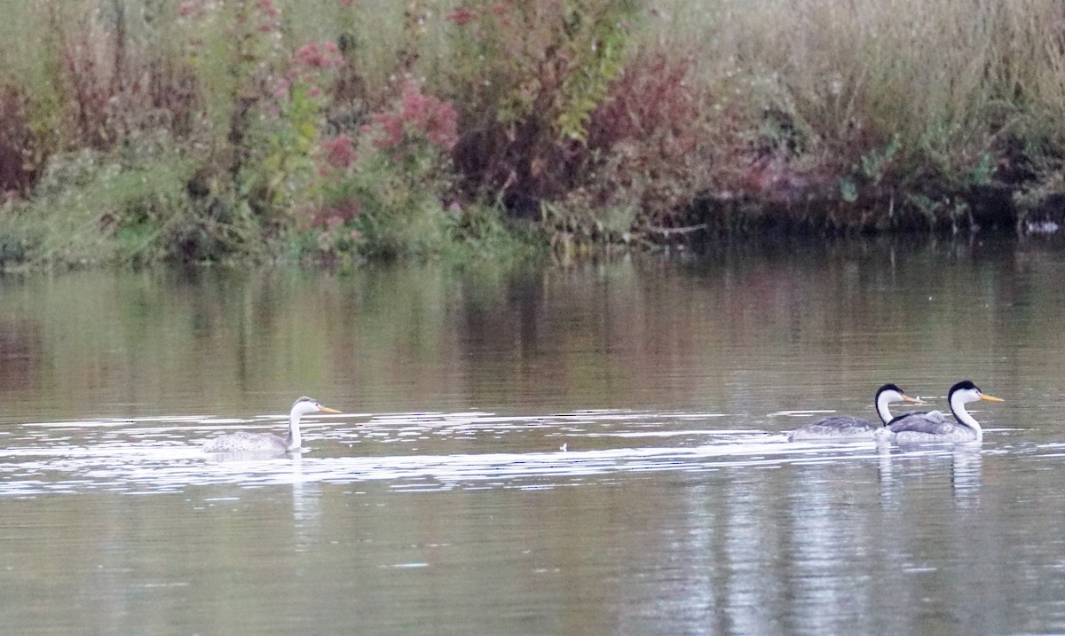 Clark's Grebe - ML642876108