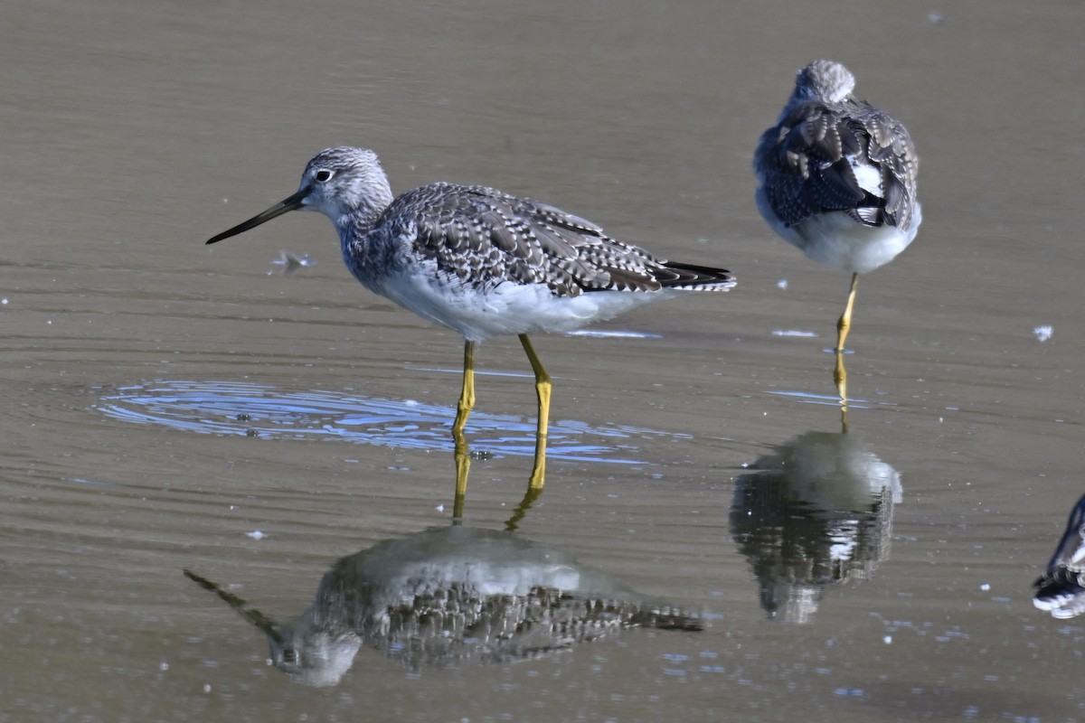Greater Yellowlegs - ML642876111