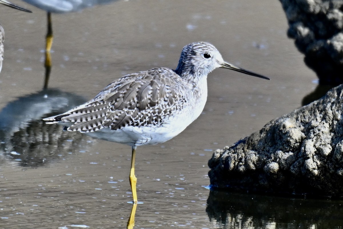 Greater Yellowlegs - ML642876114