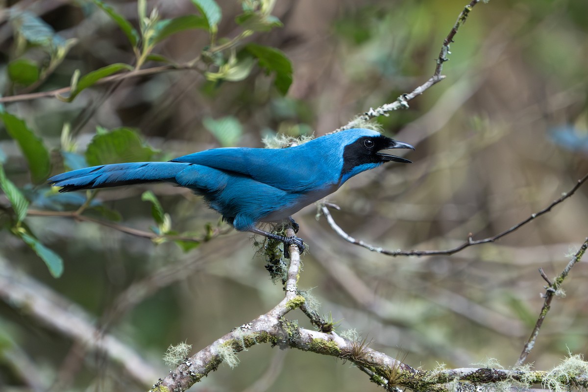 Turquoise Jay - ML642876117