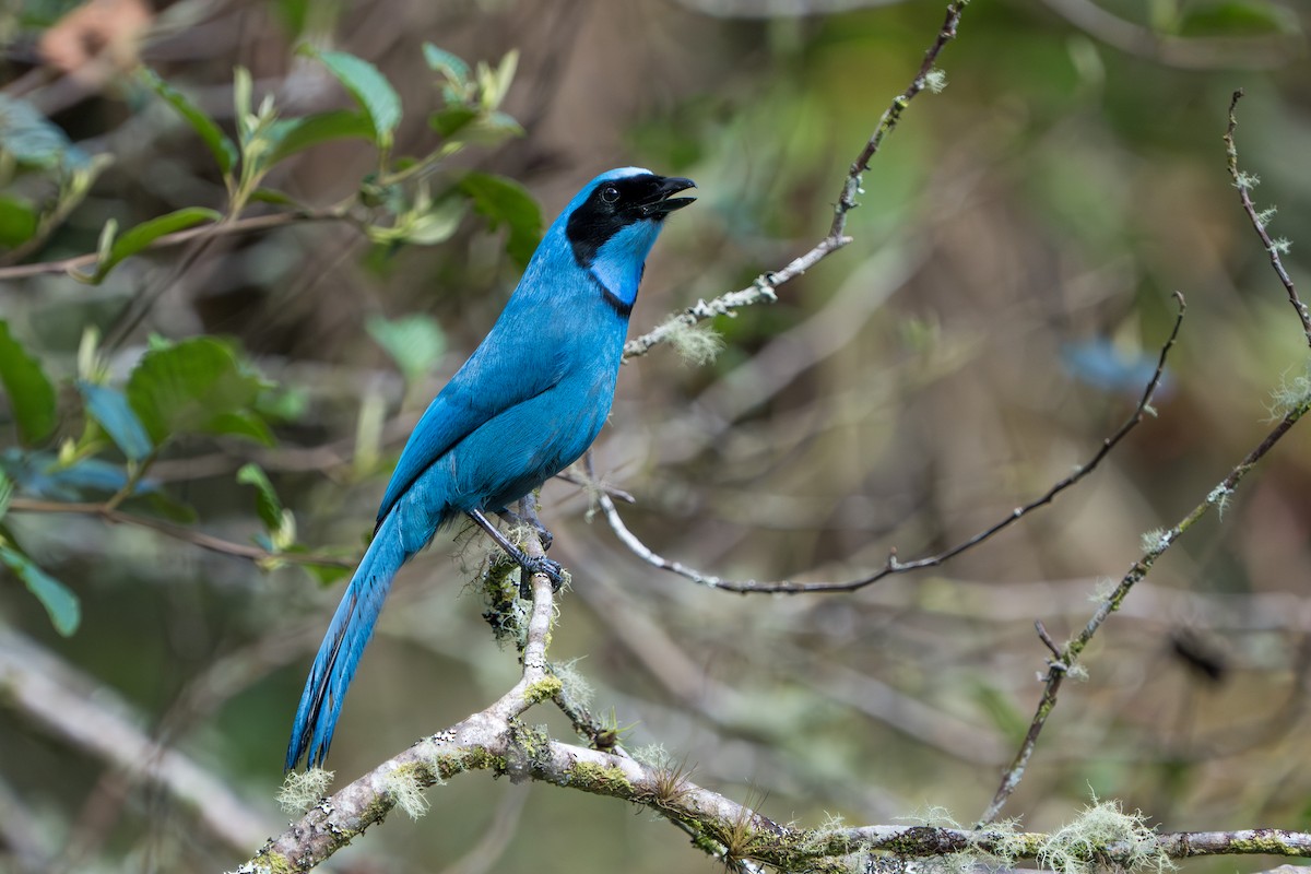 Turquoise Jay - ML642876119