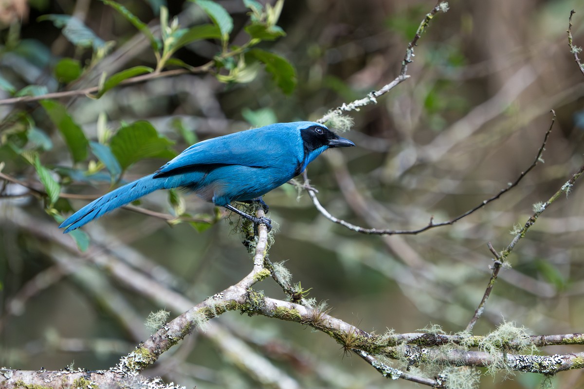 Turquoise Jay - ML642876121