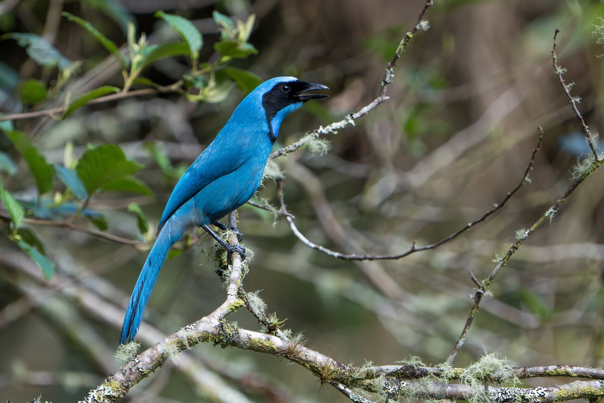 Turquoise Jay - ML642876122