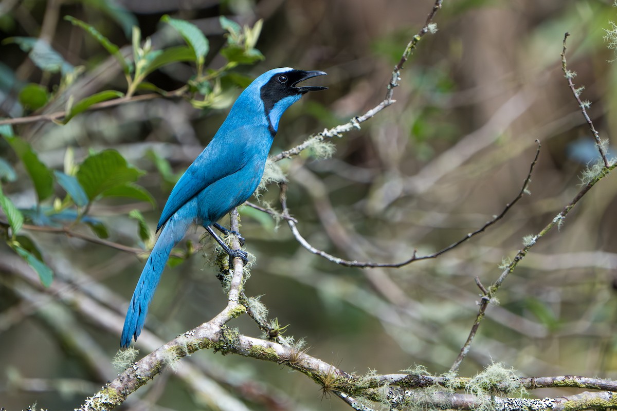 Turquoise Jay - ML642876123