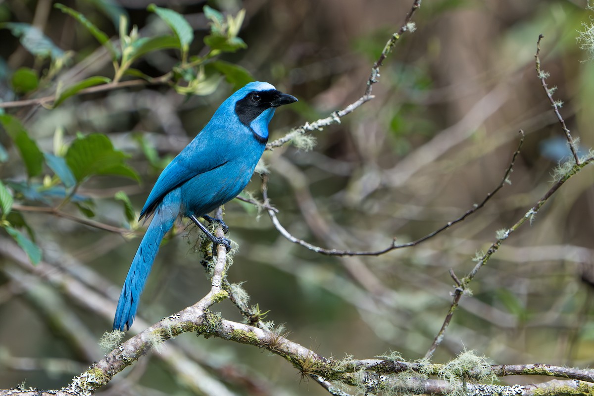 Turquoise Jay - ML642876124