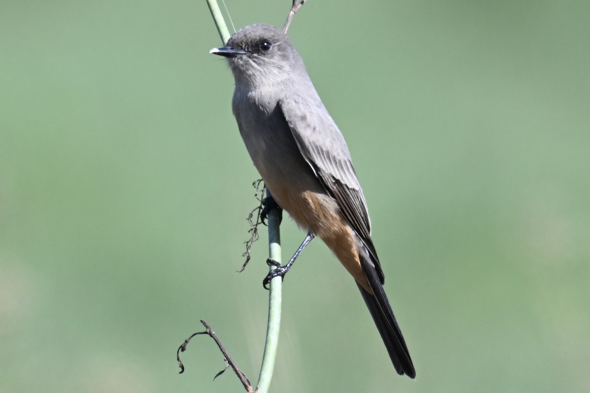 Say's Phoebe - ML642876128