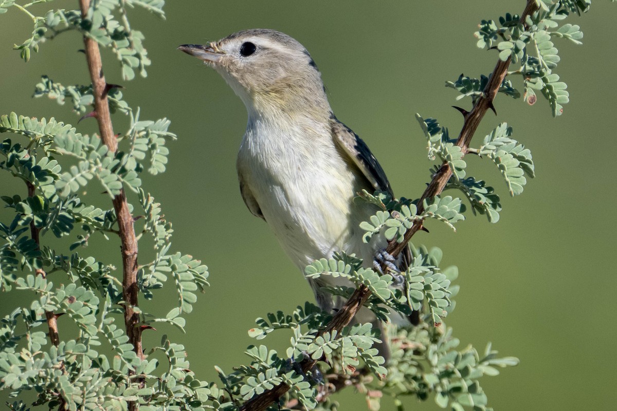 Warbling Vireo - ML642876150