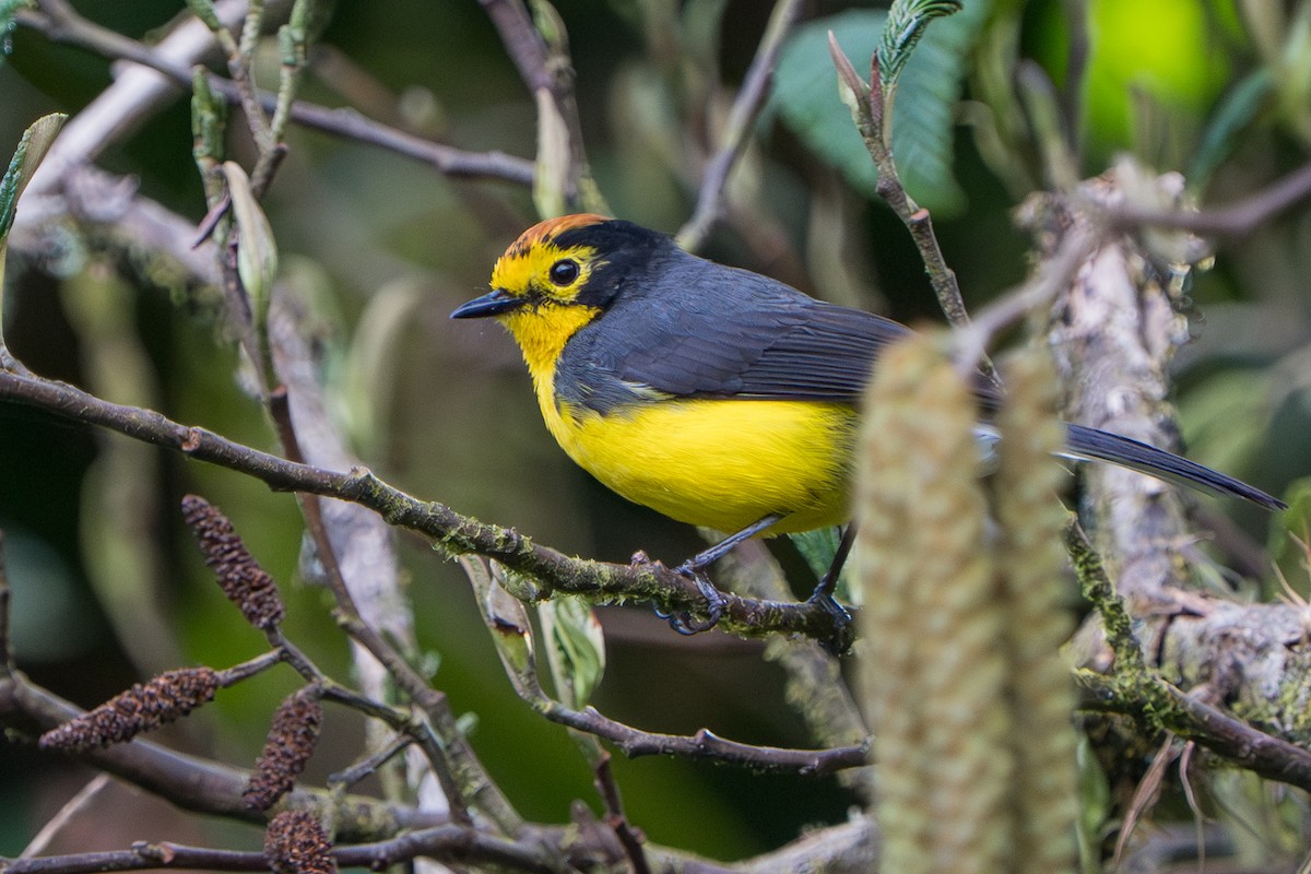 Spectacled Redstart - ML642876151