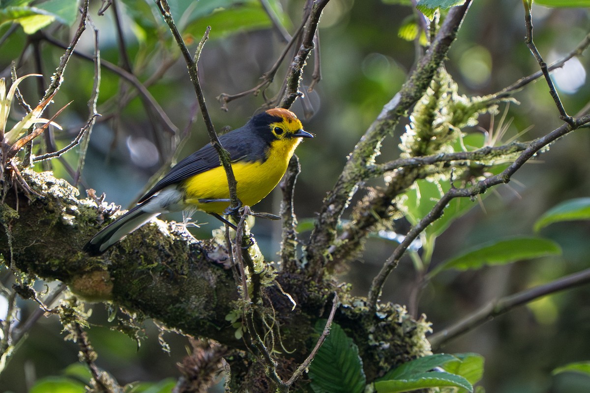 Spectacled Redstart - ML642876152