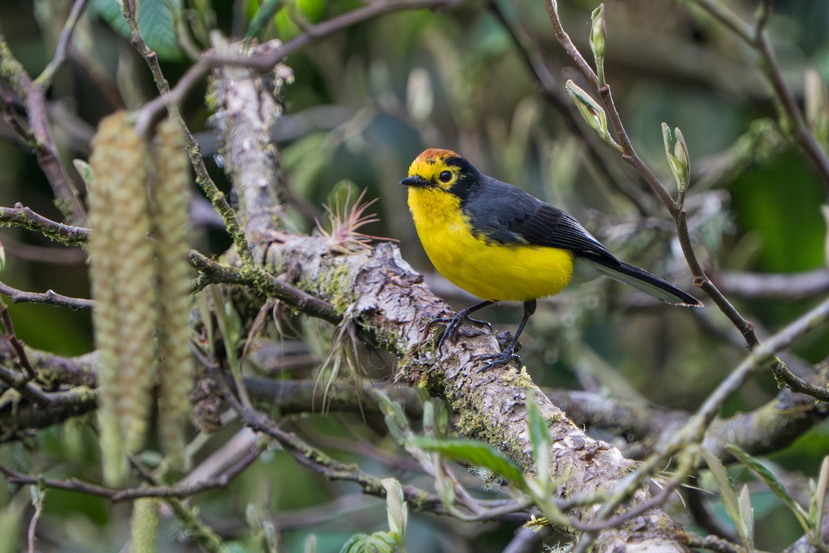 Spectacled Redstart - ML642876154