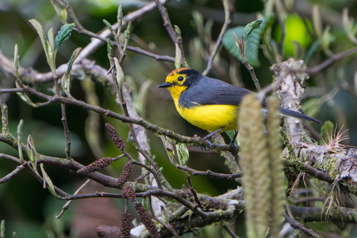 Spectacled Redstart - ML642876155
