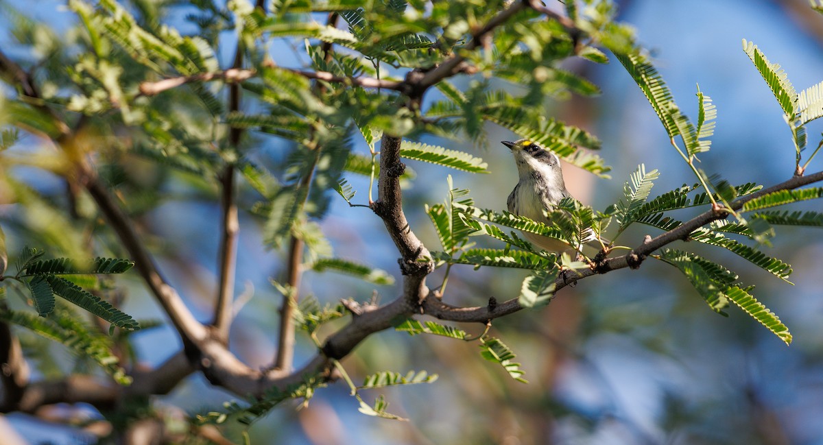 Black-throated Gray Warbler - ML642876156