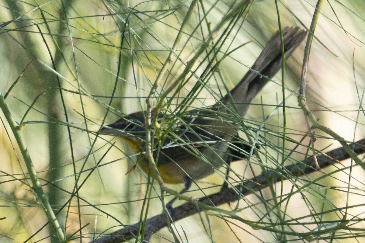Yellow-breasted Chat - ML642876159