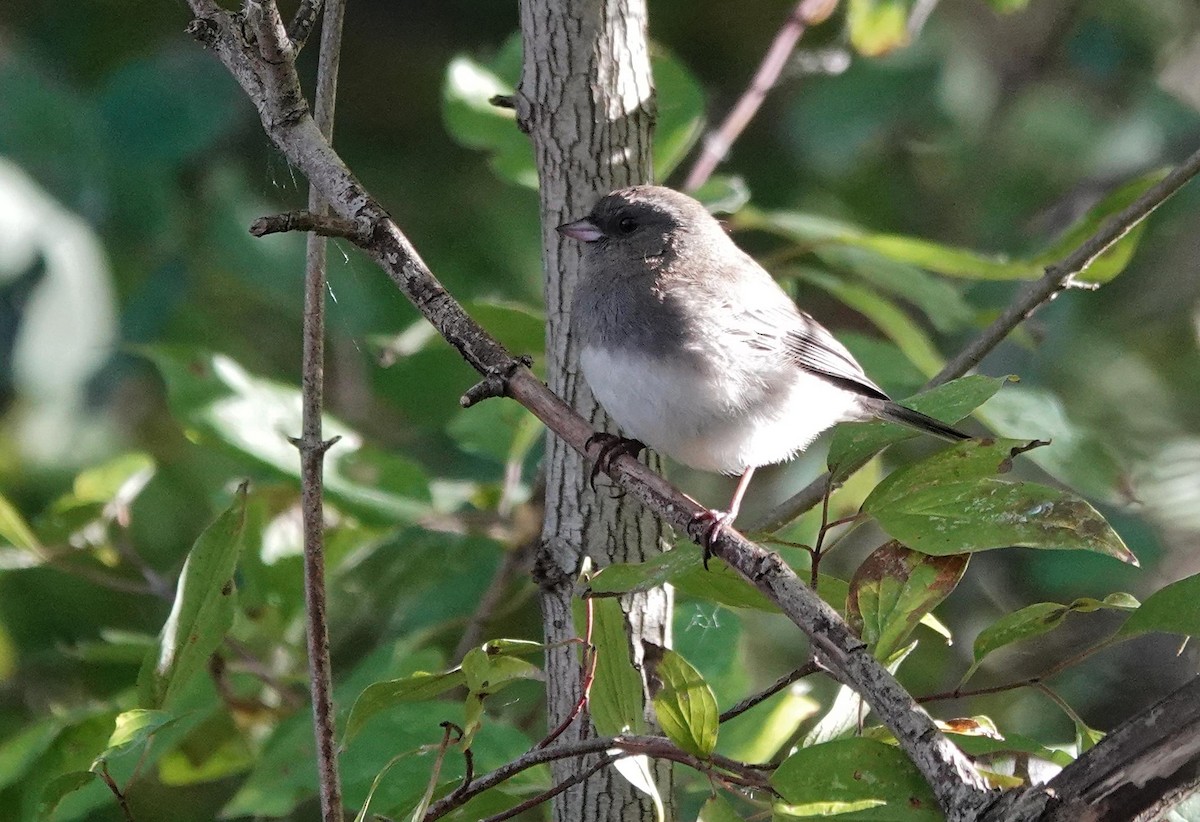 Dark-eyed Junco - ML642876161