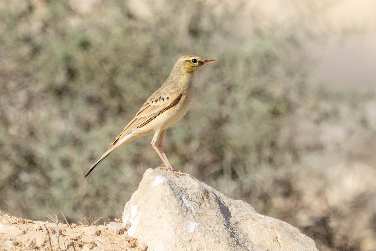 Tawny Pipit - ML642876162
