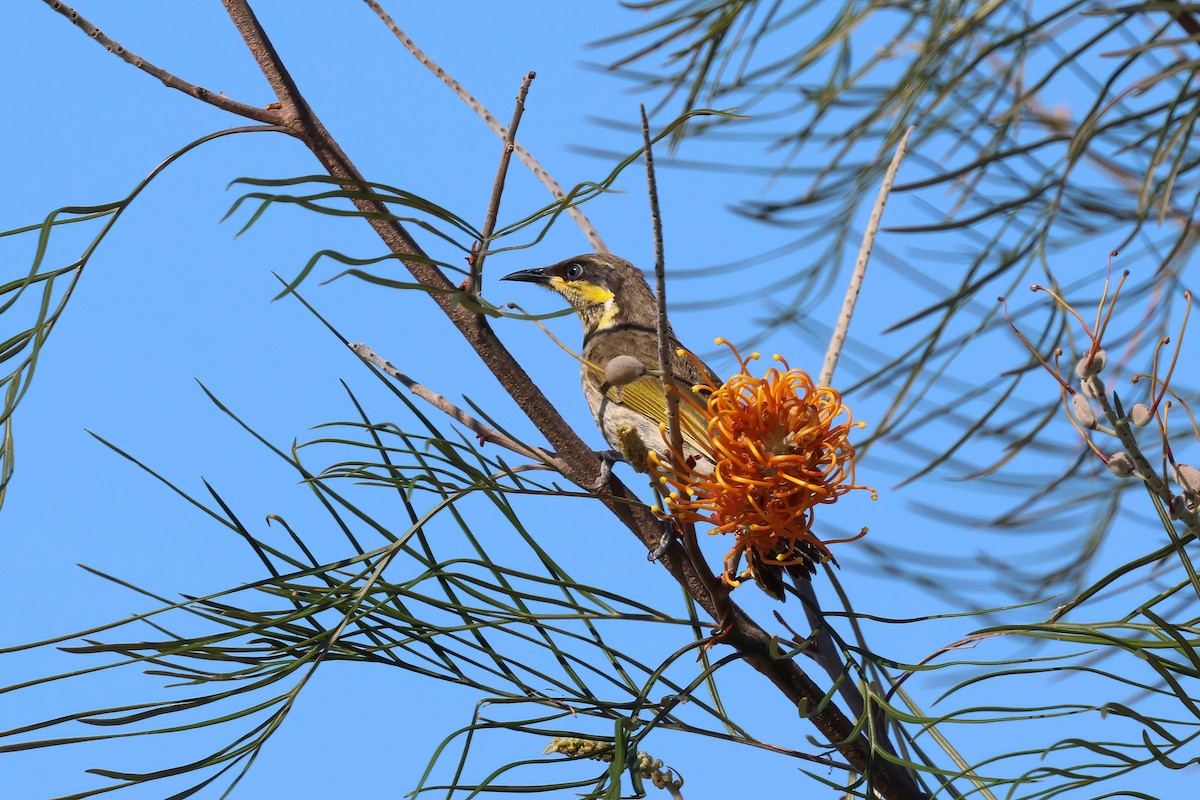 Mangrove Honeyeater - ML642876163