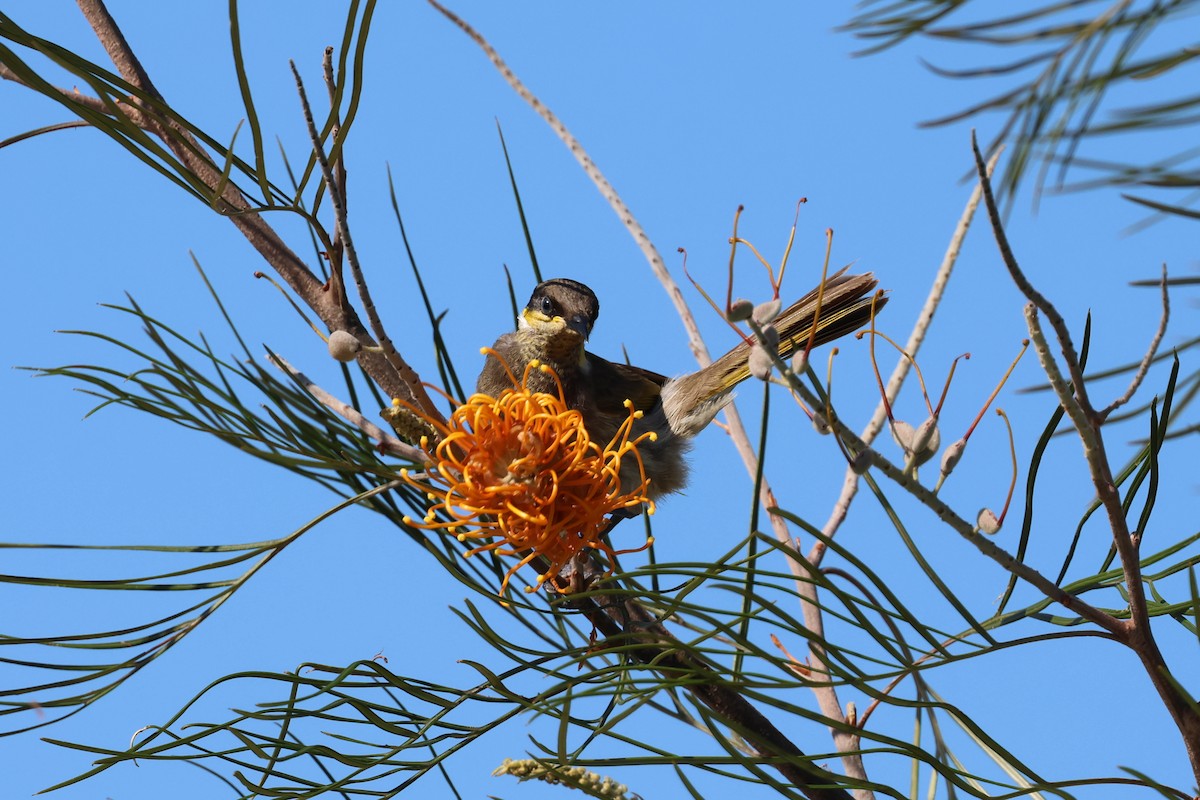 Mangrove Honeyeater - ML642876164