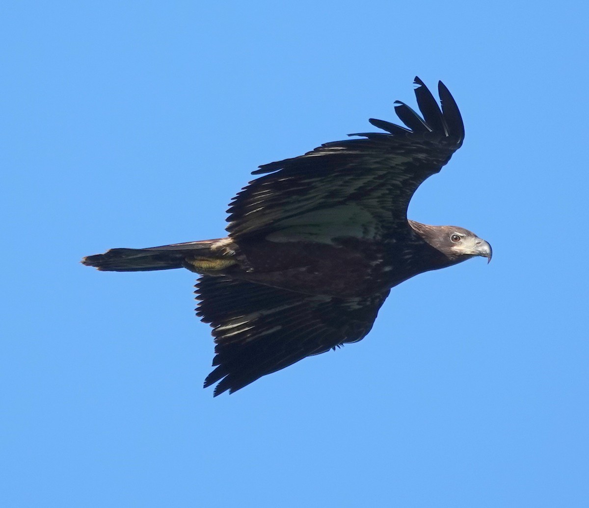 Bald Eagle - ML642876165