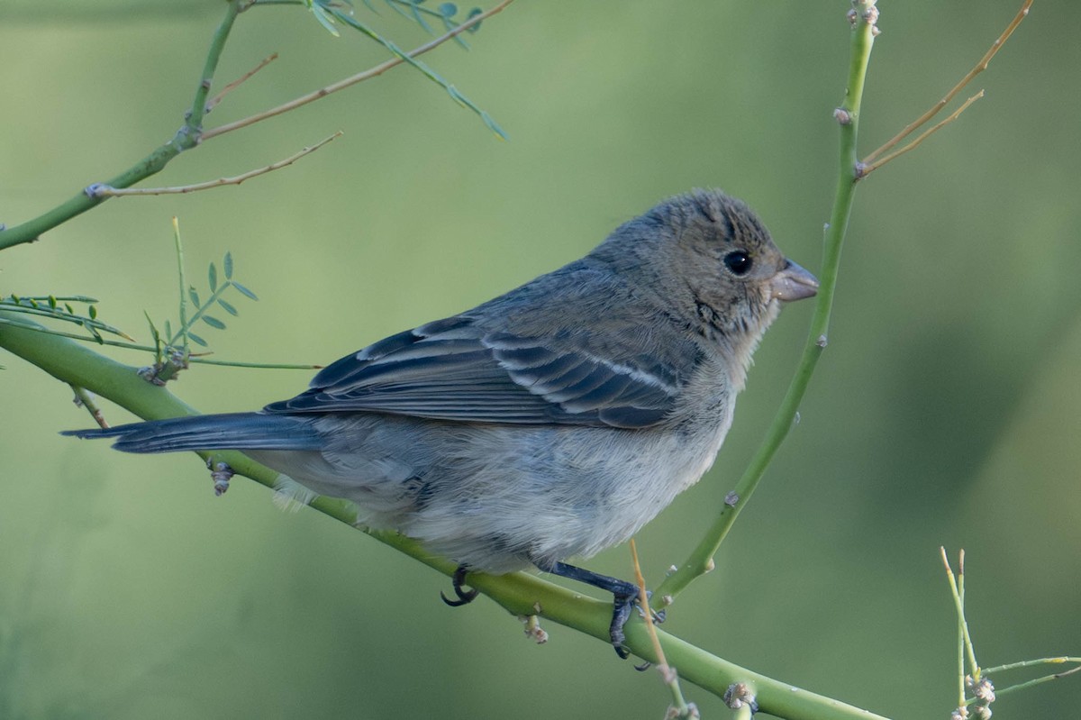 Lazuli Bunting - ML642876172